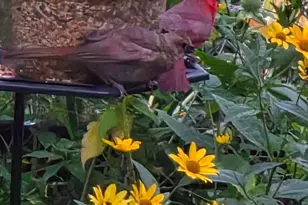 3207 Bryant Ave N, Minneapolis, MN 55412 - Photo 21