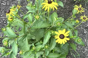 9243 Queens Gardens N, Brooklyn Park, MN 55443 - Photo 15