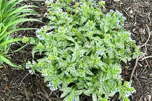 9243 Queens Gardens N, Brooklyn Park, MN 55443 - Photo 19