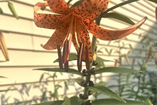 9243 Queens Gardens N, Brooklyn Park, MN 55443 - Photo 21