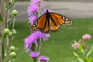 16030 9th Ave N, Plymouth, MN 55447 - Photo 45