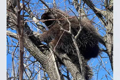 Hwy 133 Hwy # 133, Meadowlands, MN 55765 - Photo 13