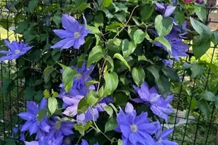 404 Evergreen Park Blvd, Litchfield, MN 55355 - Photo 53