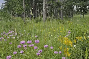18395 Cottingham Dr, Staples, MN 56479 - Photo 53