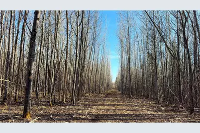 Lot A County Road 79, Littlefork, MN 56653 - Photo 29