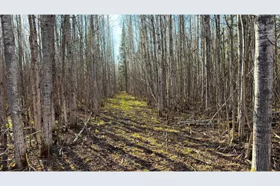 Lot F County Road 79, Littlefork, MN 56653 - Photo 35
