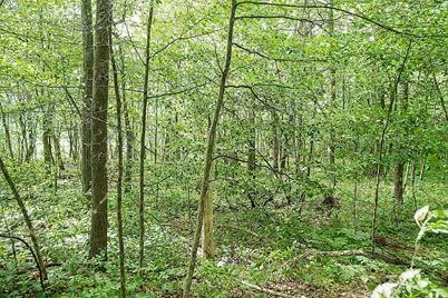 Tbd Rognaldson Road, Brainerd, MN 56401 - Photo 15