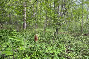 Tbd Crust Rd, Brainerd, MN 56401 - Photo 29
