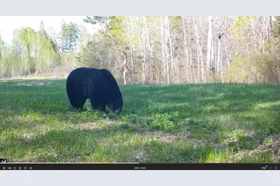 384 Acres Tbd Little Pine Road, Emily, MN 56447 - Photo 19