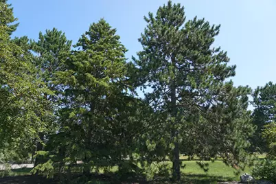 7022 Dickinson Drive NW, Bemidji, MN 56601 - Photo 25