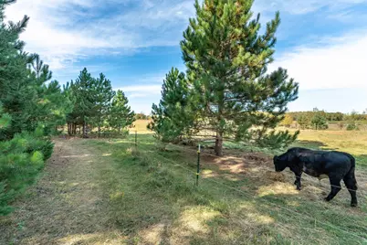 Tbd Rocky Ridge Road, Henning, MN 56551 - Photo 11