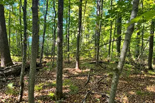Lot 1 & 2 Bluegill Ave N, Webster, WI 54893 - Photo 1