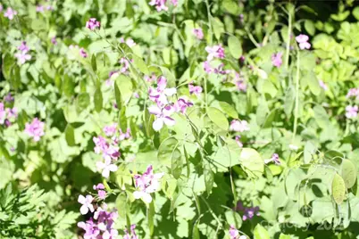 Tbd Greenyard Trail #7, Candler, NC 28715 - Photo 5