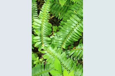 Tbd Greenyard Trail #7, Candler, NC 28715 - Photo 9