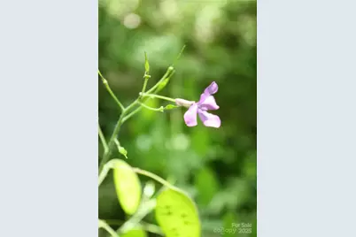 Tbd Greenyard Trail #2, Candler, NC 28715 - Photo 11