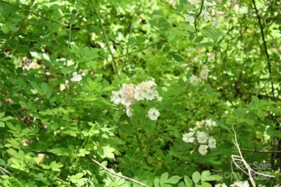 Tbd Greenyard Trail #2, Candler, NC 28715 - Photo 7