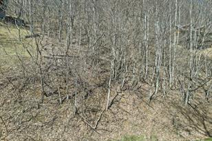 10 Chestnut Village Ln, Mars Hill, NC 28754 - Photo 15