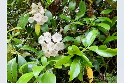 350 Henredon Road, Spruce Pine, NC 28777 - Photo 41