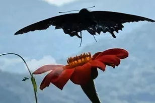 580 Freemont Dr, Leicester, NC 28748 - Photo 47