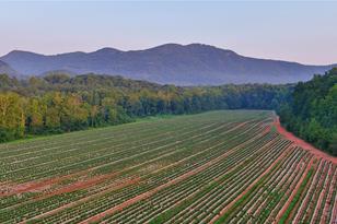 0 Fox Mountain Rd, Columbus, NC 28722 - Photo 1