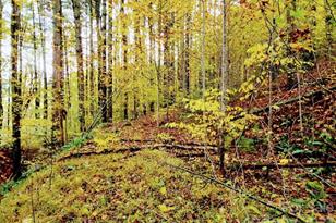 00 Thorncrest Dr, Burnsville, NC 28714 - Photo 5