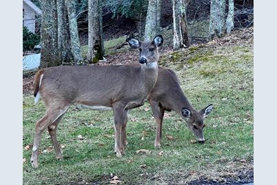 000 Puncheon Lane #151, Mars Hill, NC 28754 - Photo 3