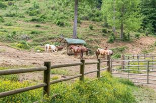 Lot 42 Black Bear Run, Mars Hill, NC 28754 - Photo 11