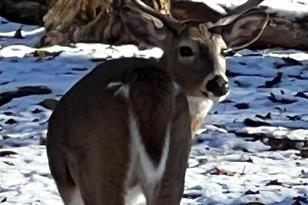 000 Flame Azalea Ln, Mars Hill, NC 28754 - Photo 5