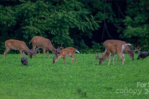 229 Joseph Kershaw Rd, Eastover, SC 29044 - Photo 45