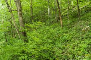 98 Goldenleaf Rd, Mars Hill, NC 28754 - Photo 19