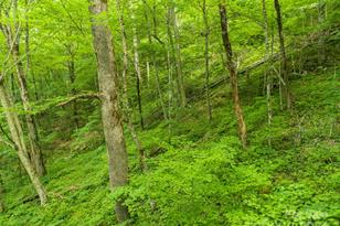 98 Goldenleaf Rd, Mars Hill, NC 28754 - Photo 21