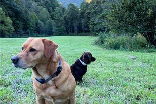 2180 Pigeon Roost Rd, Green Mountain, NC 28740 - Photo 43