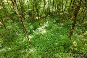 948 Lookout Dr, Mars Hill, NC 28754 - Photo 25