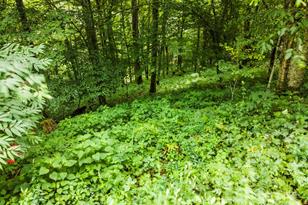 948 Lookout Dr, Mars Hill, NC 28754 - Photo 29