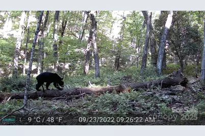 264 Quiet Times Drive, Burnsville, NC 28714 - Photo 37