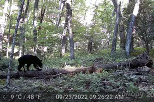 264 Quiet Times Dr, Burnsville, NC 28714 - Photo 37