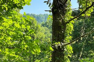 3065 Piney Hill Rd, Burnsville, NC 28714 - Photo 17