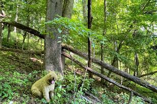 3065 Piney Hill Rd, Burnsville, NC 28714 - Photo 19