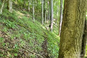 3065 Piney Hill Rd, Burnsville, NC 28714 - Photo 23