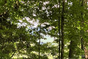 3065 Piney Hill Rd, Burnsville, NC 28714 - Photo 33