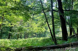 3065 Piney Hill Rd, Burnsville, NC 28714 - Photo 31