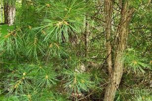 00000 Barebridge Dr, Burnsville, NC 28714 - Photo 7