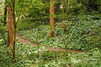 108 Lakewood Drive, Asheville, NC 28803 - Photo 43