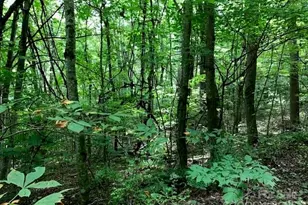 00 Red Oak Ln N, Burnsville, NC 28714 - Photo 5