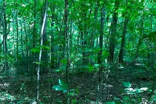 00 Red Oak Ln N, Burnsville, NC 28714 - Photo 9