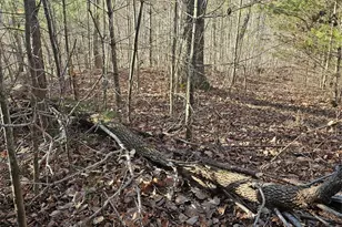 1820 Grapevine Rd, Marshall, NC 28753 - Photo 33