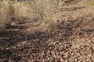 1820 Grapevine Rd, Marshall, NC 28753 - Photo 29