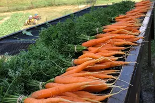 244 Westridge Farm Rd, Asheville, NC 28804 - Photo 27