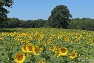 153 Badenyon Pl, Union Grove, NC 28689 - Photo 47