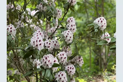 15 Elmwood Lane #161, Asheville, NC 28803 - Photo 5